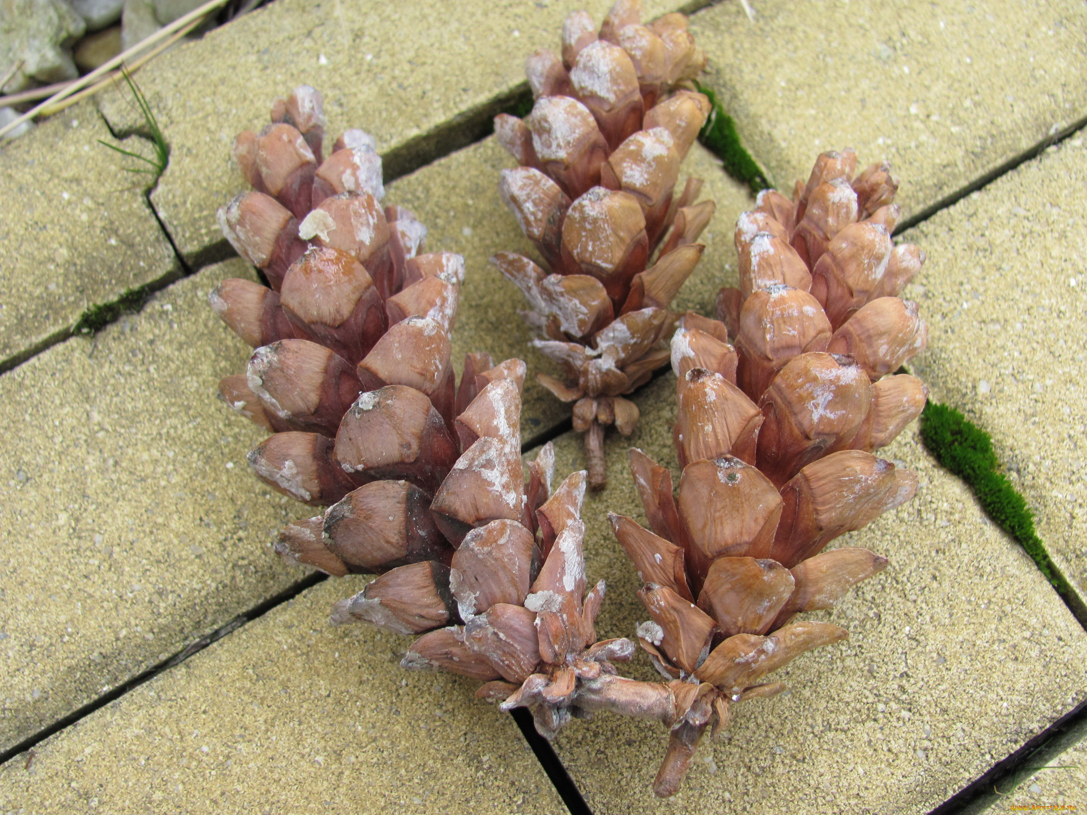 природа, шишки, жёлуди, каштаны, смола