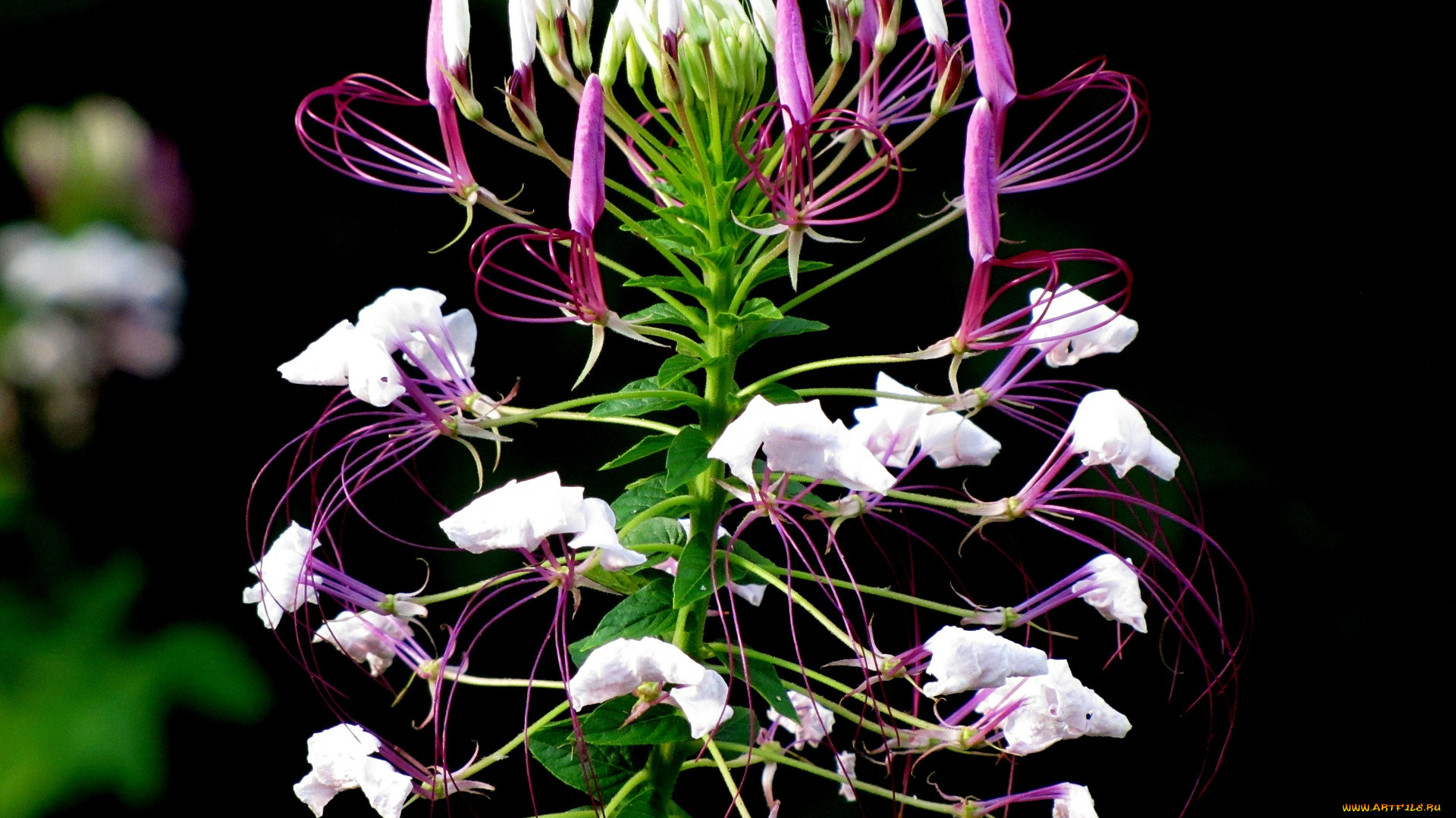 cleome, hassleriana, цветы, клеомы