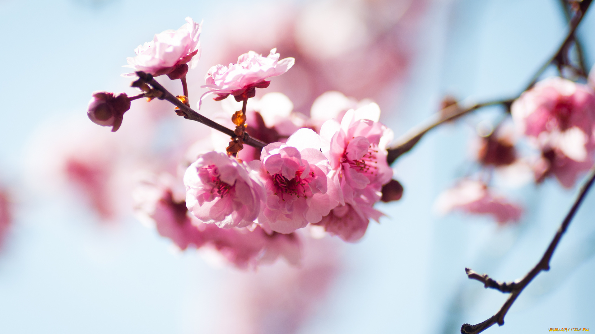 цветы, цветущие, деревья, кустарники, ветка, розовый