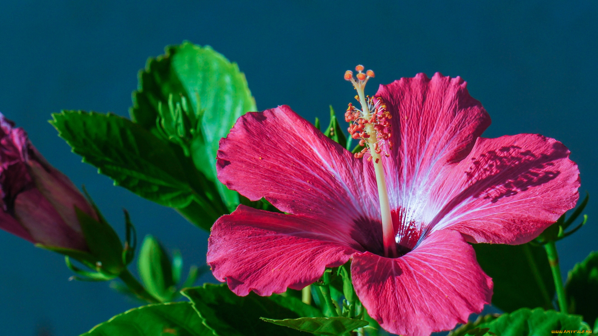 цветы, гибискусы, макро