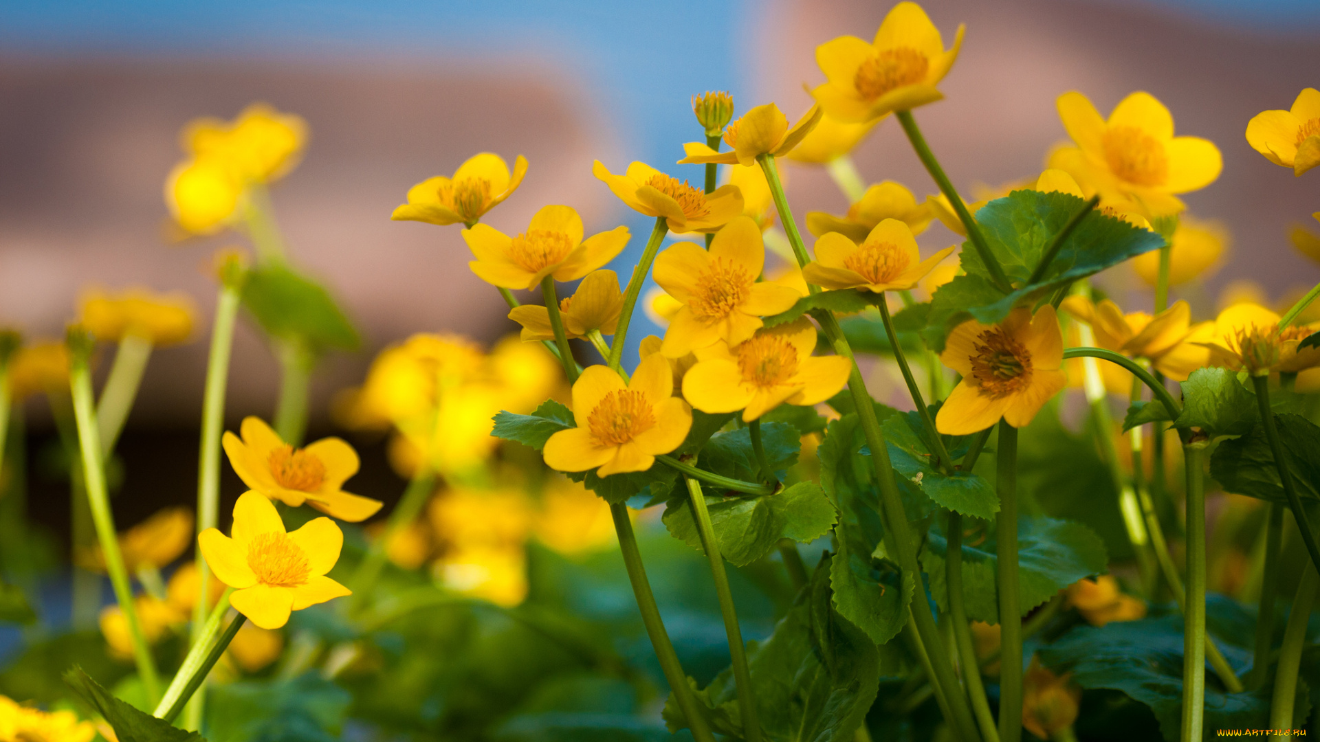 цветы, калужницы, лютики, желтый