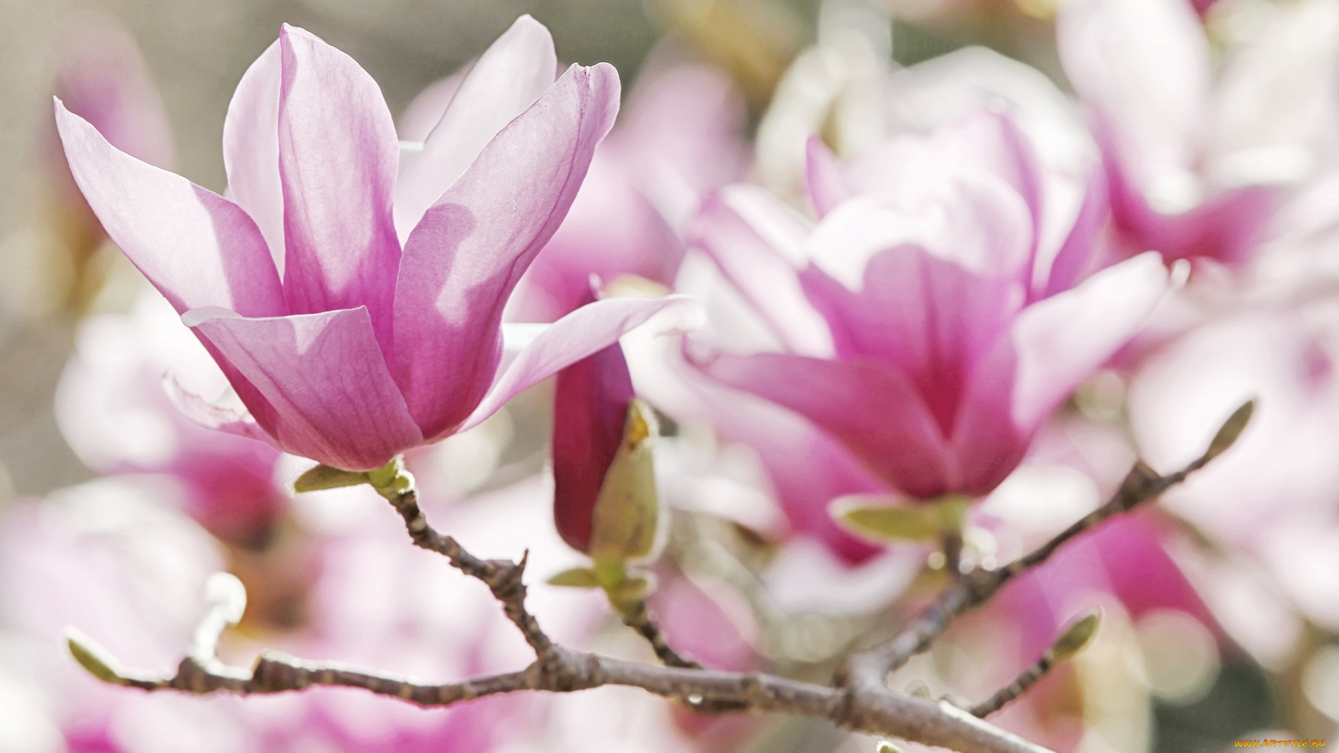 цветы, магнолии, весна, ветки, розовый