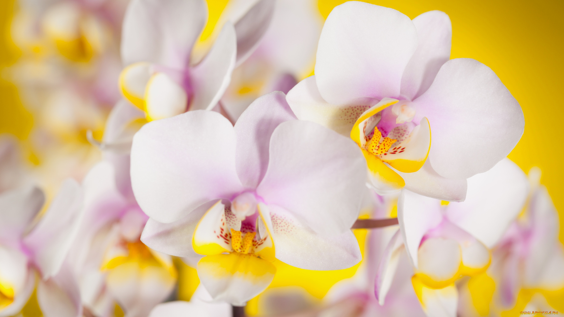 цветы, орхидеи, лепестки