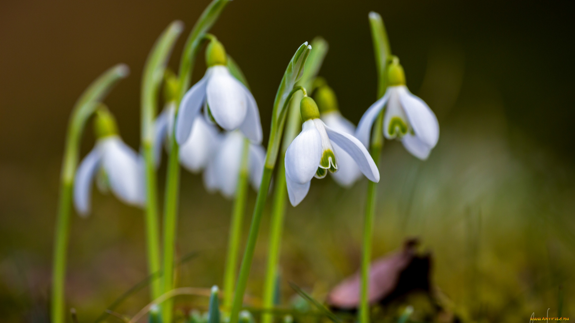 цветы, подснежники, белоцветник, весна, белый