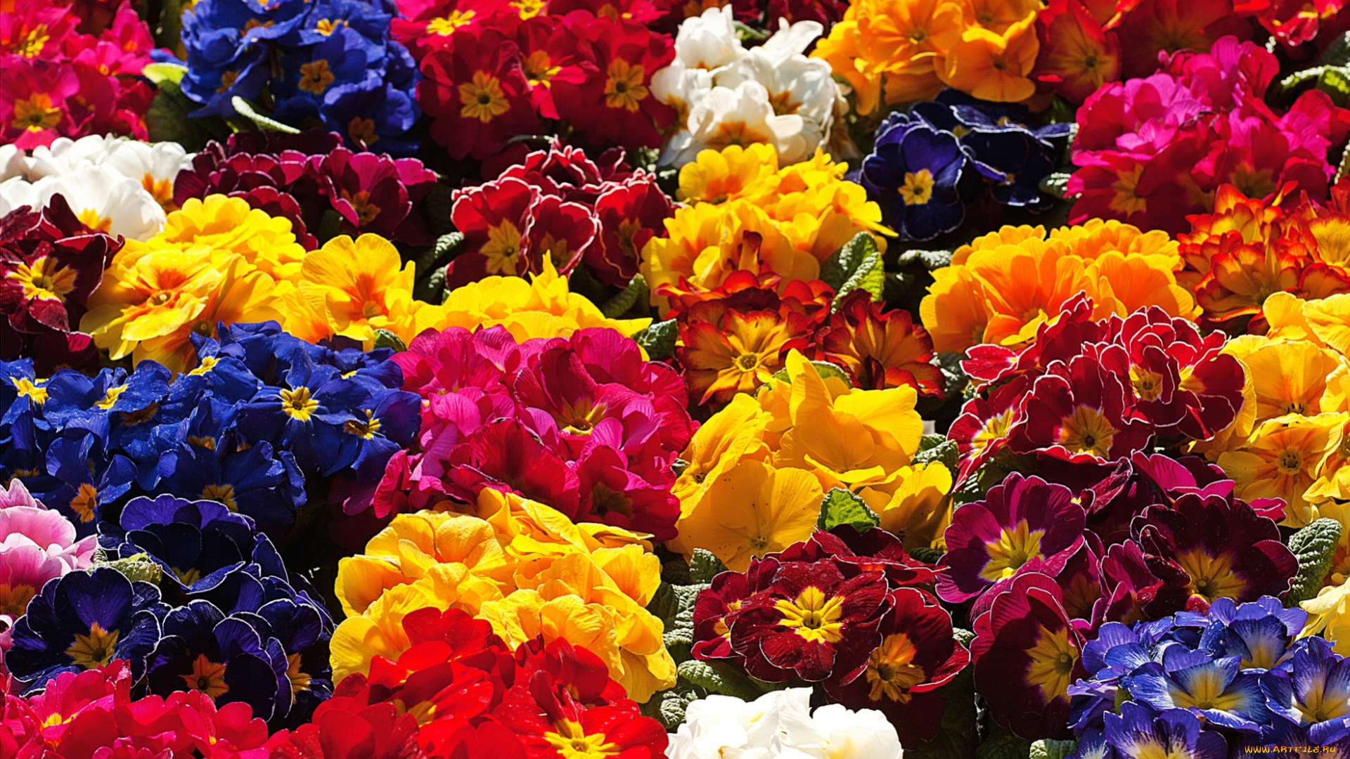 цветы, примулы, разноцветный, пестрый