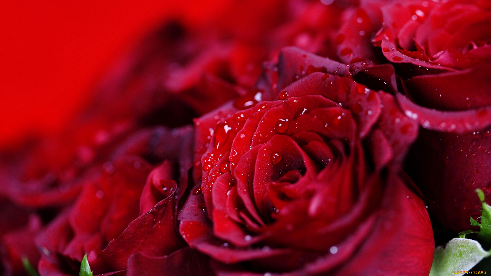 цветы, розы, капли, макро, бутоны