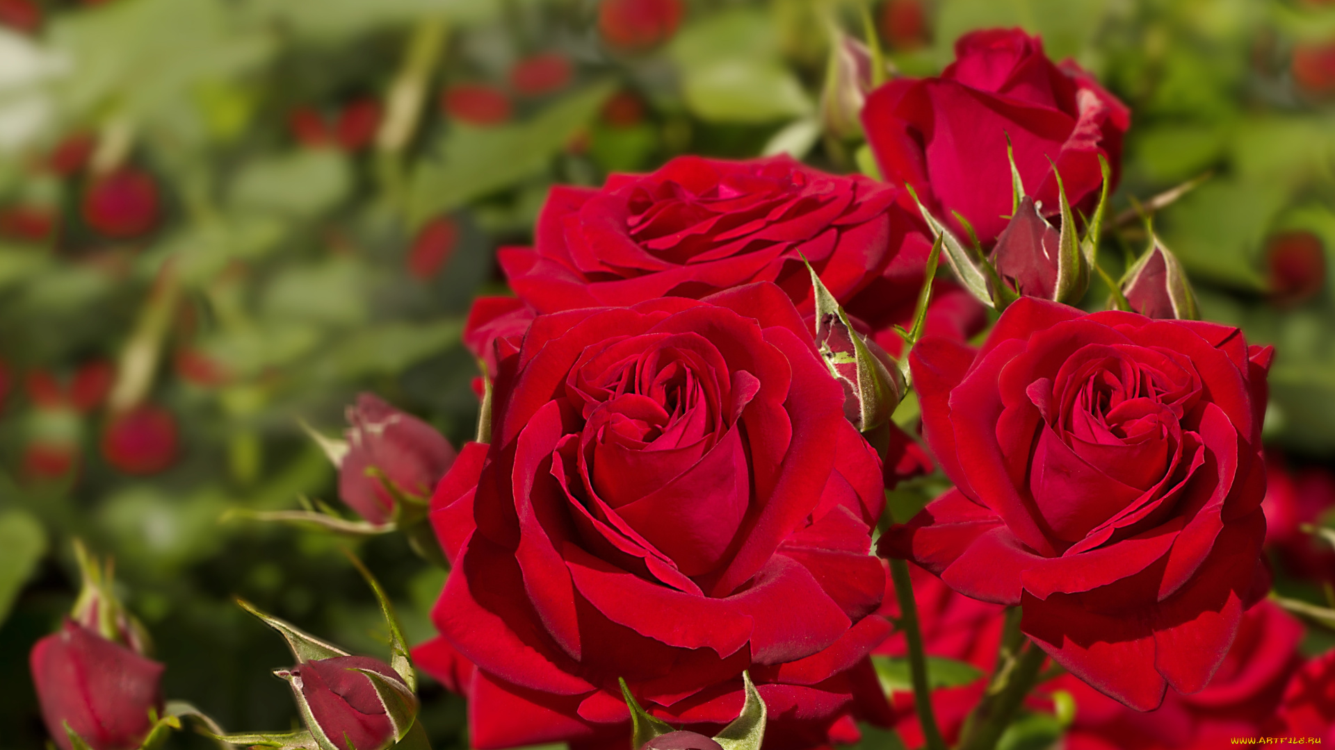 цветы, розы, красный