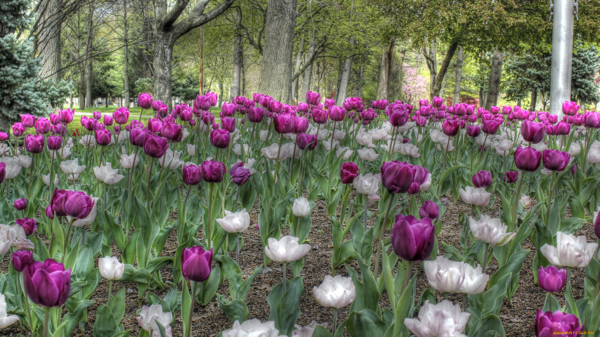 цветы, тюльпаны, деревья, парк