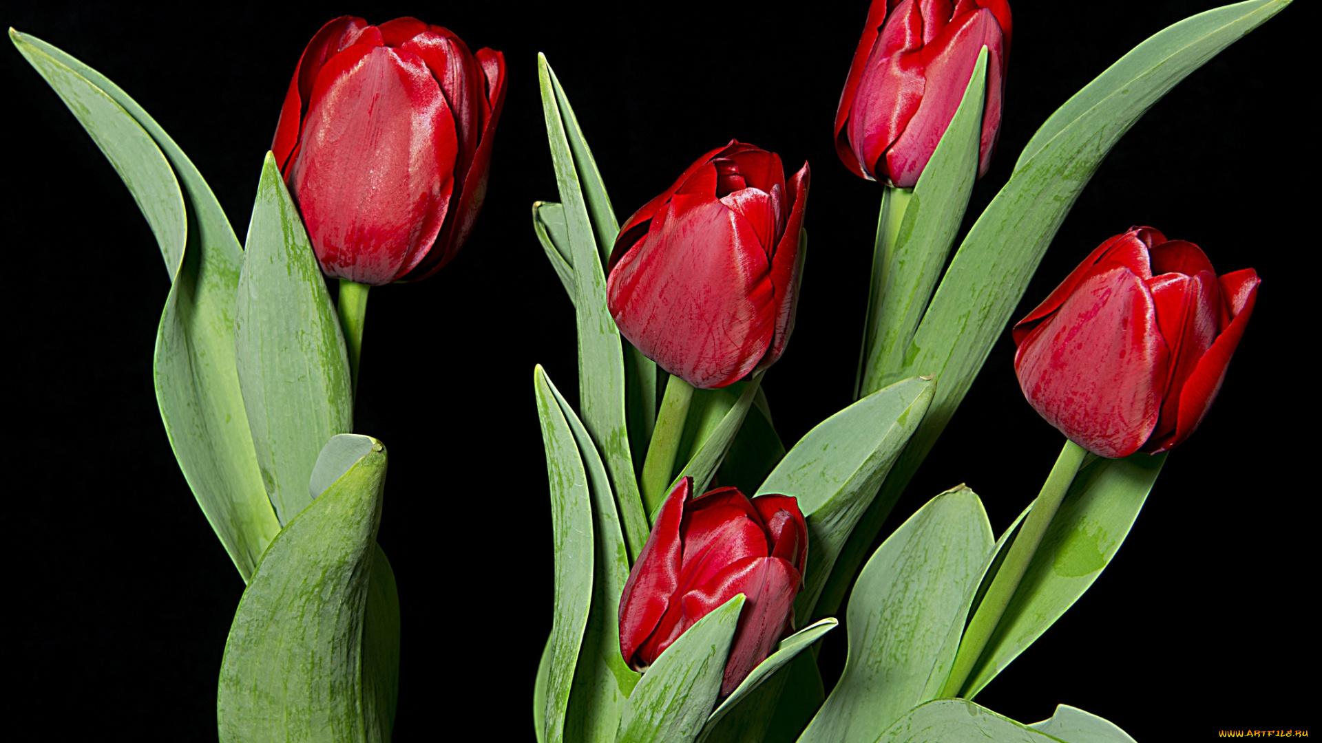 цветы, тюльпаны, красный, бутоны