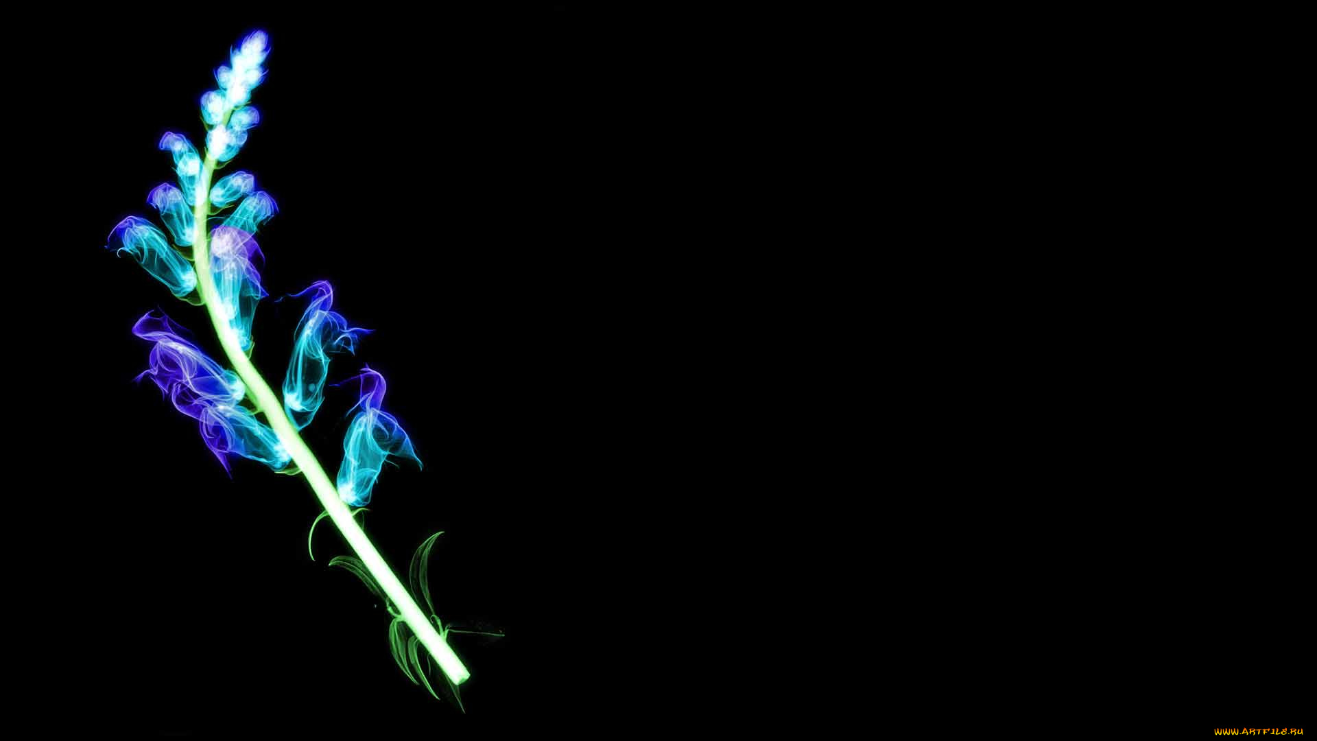 разное, кости, рентген, цветок, соцветие