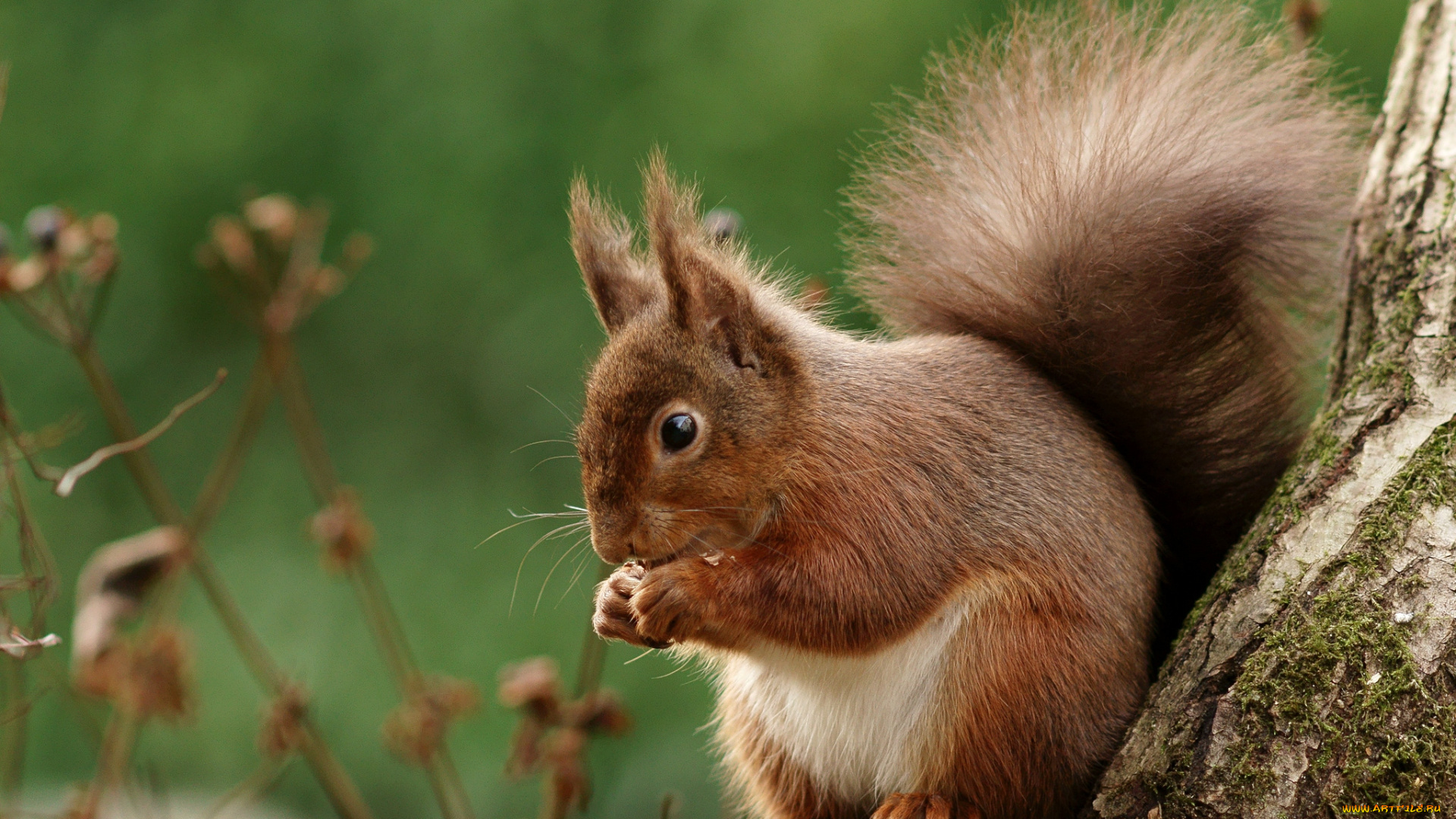 животные, белки, хвост, пушистый, зверек