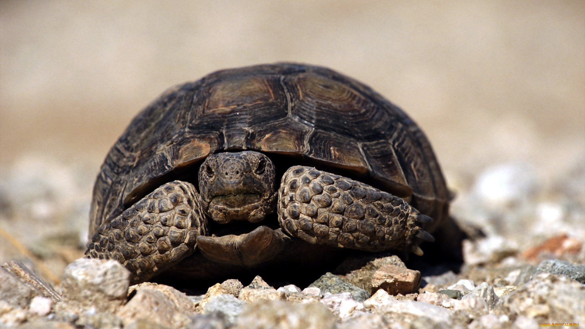 животные, Черепахи, камни, панцырь, черепаха