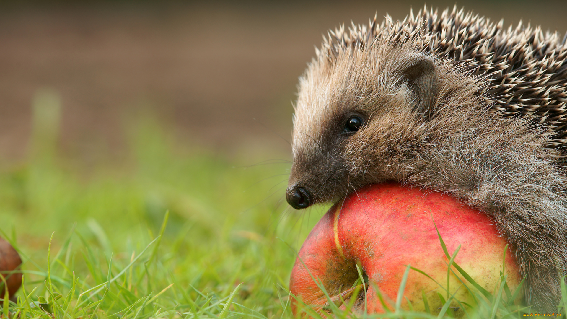 животные, ежи, трава, яблоко