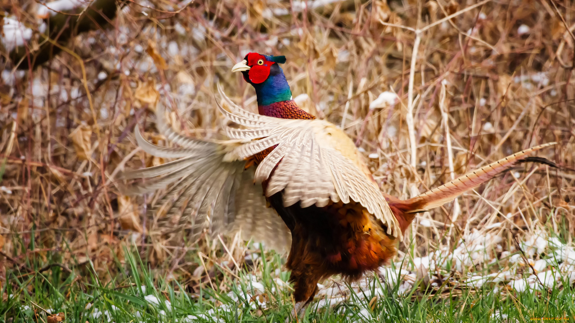 животные, глухари, тетерева, фазаны, взлет, крылья, фазан