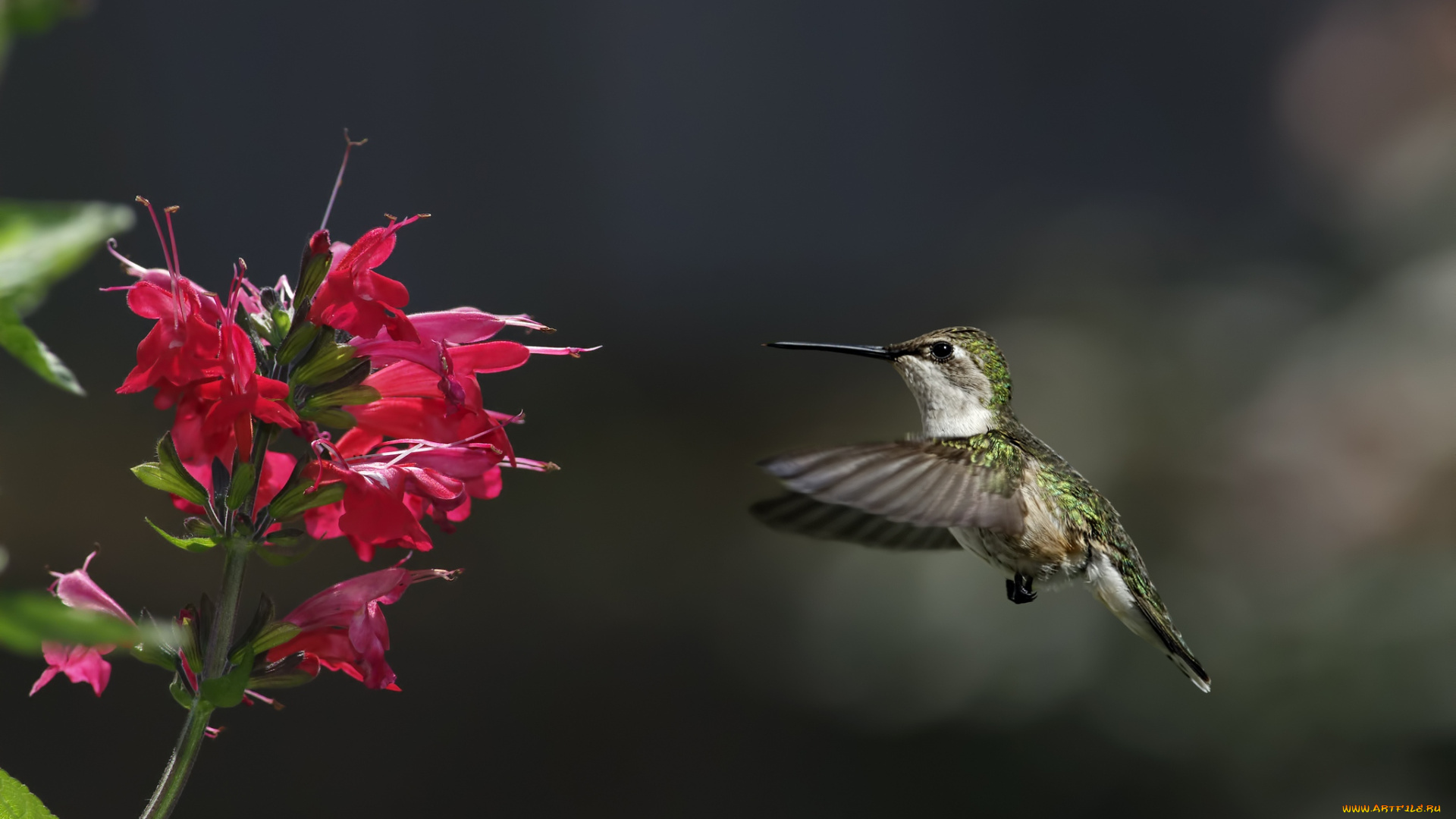животные, колибри, полет, цветы, крылья, кроха