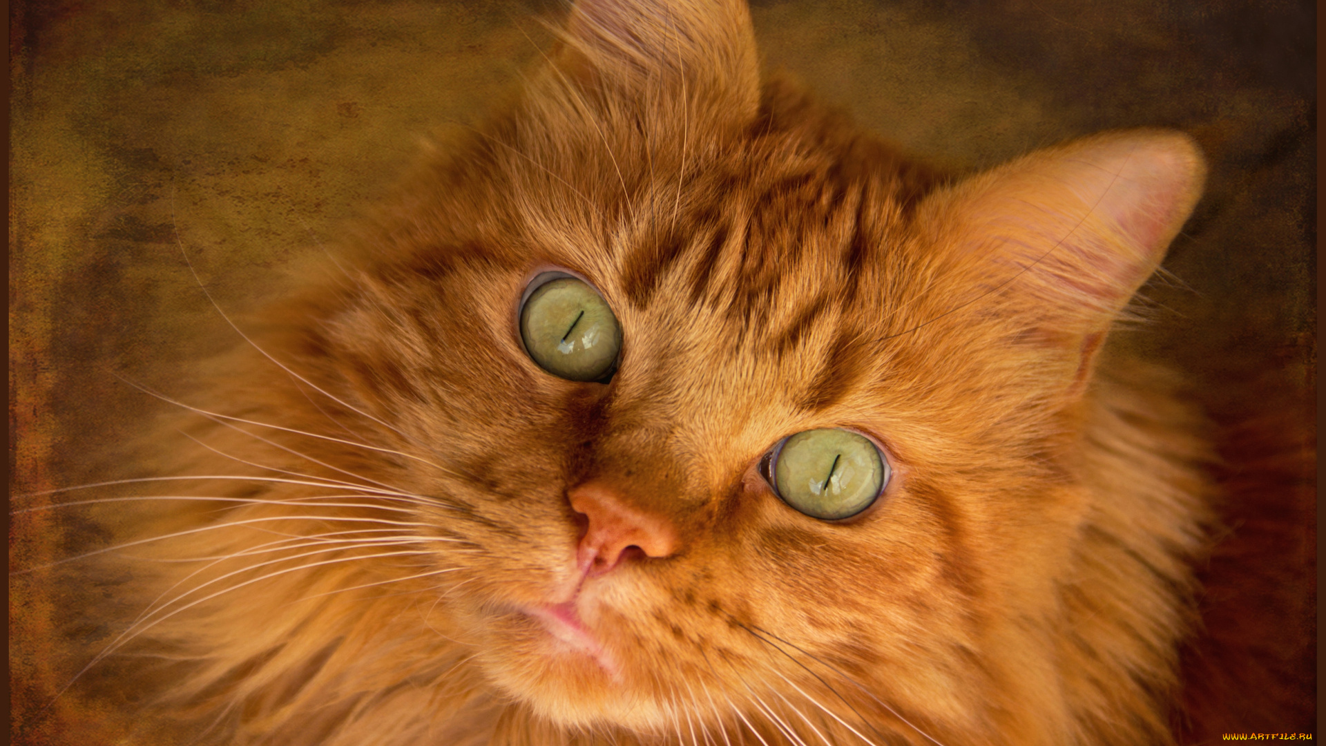 животные, коты, взгляд, рыжий