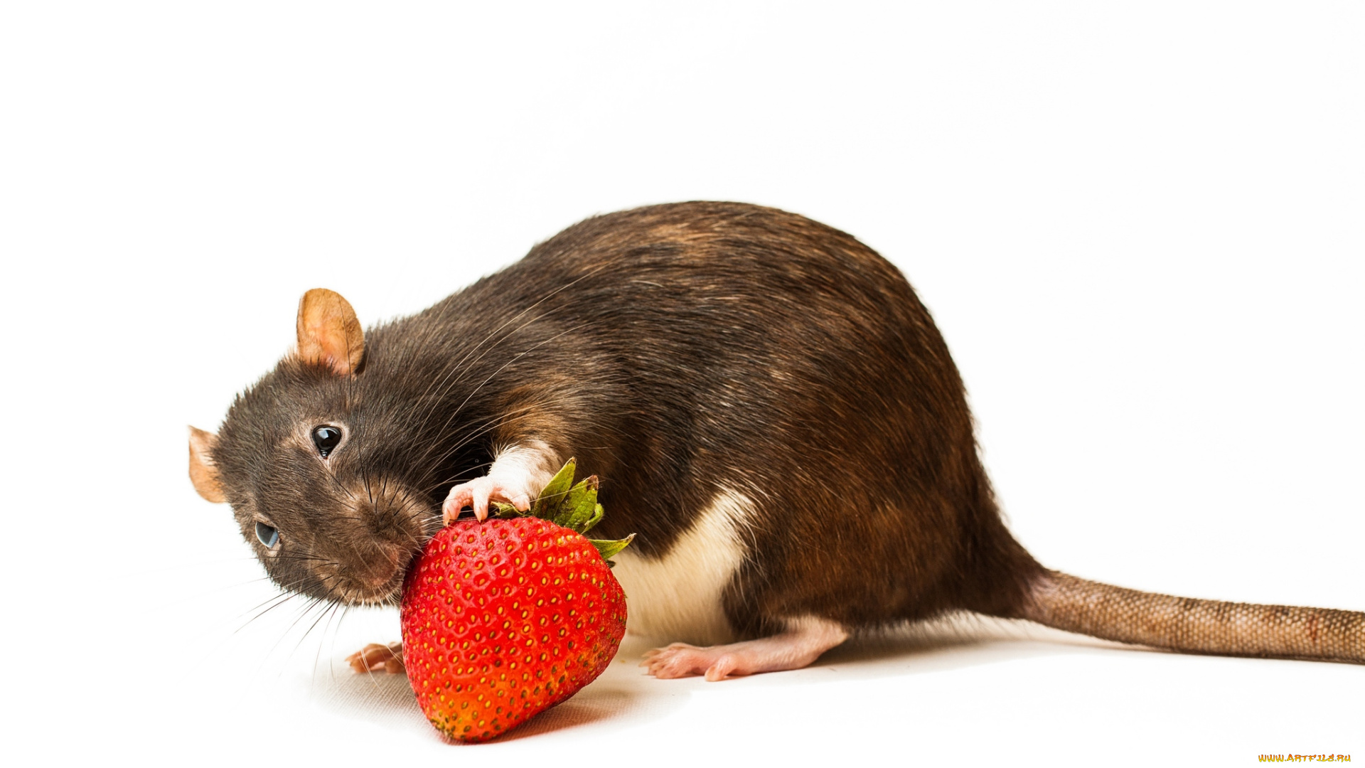 животные, крысы, мыши, крыса, клубника