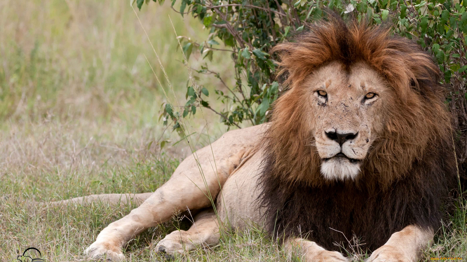 животные, львы, царь, грива