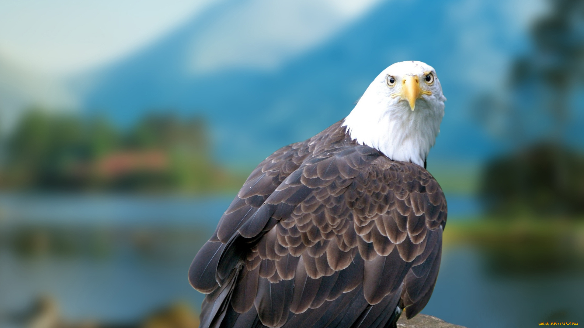 животные, птицы, хищники, белоголовый, орлан