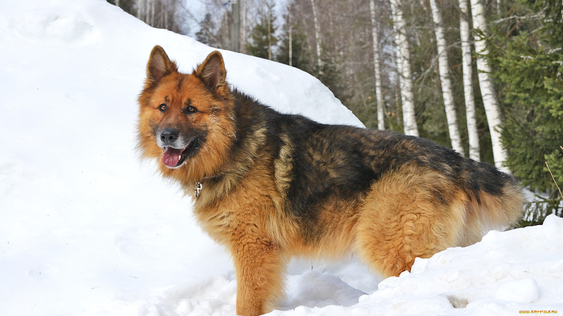 животные, собаки, лес, зима, немецкая, овчарка, собака