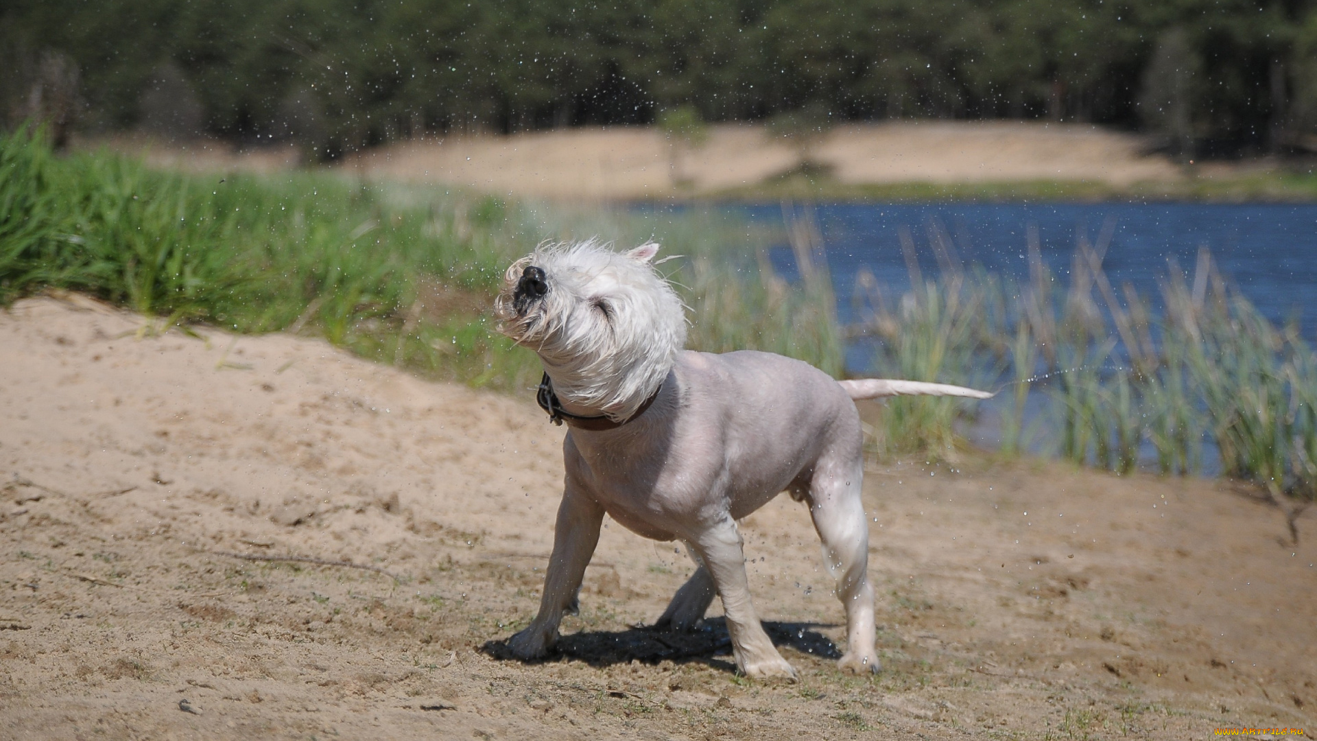 животные, собаки, после, купания