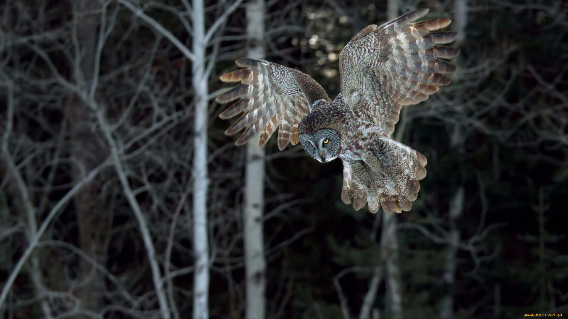 животные, совы, крылья, полет