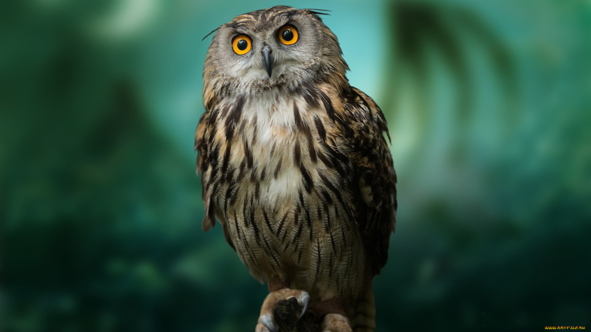 животные, совы, взгляд, сова, глаза, поводок