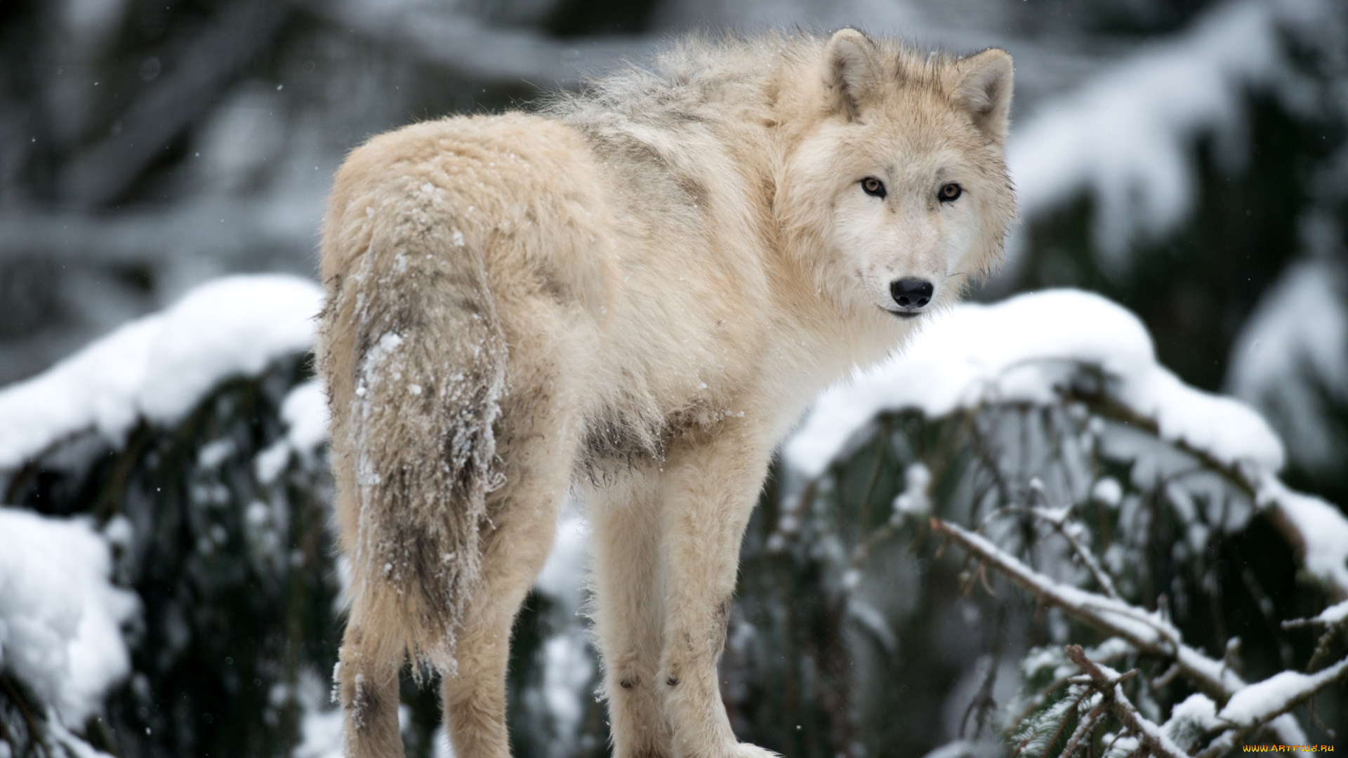 животные, волки, арктический, волк, взгляд
