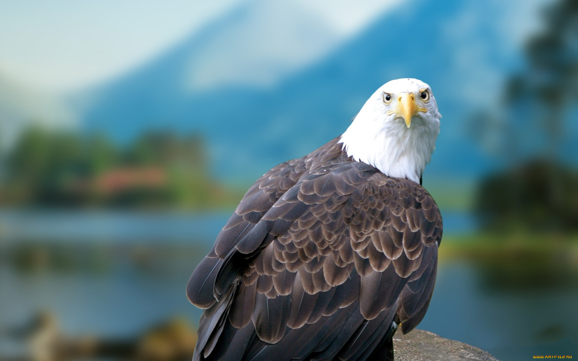 животные, птицы, хищники, белоголовый, орлан