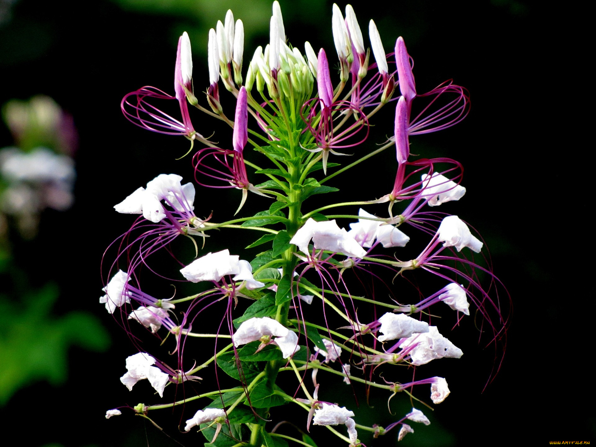 cleome, hassleriana, цветы, клеомы
