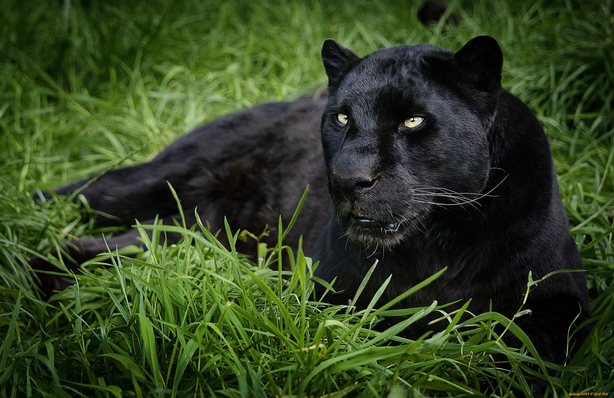 животные, пантеры, отдых, черный