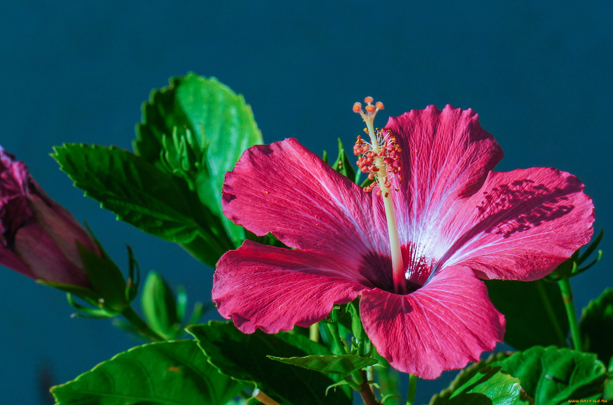 цветы, гибискусы, макро