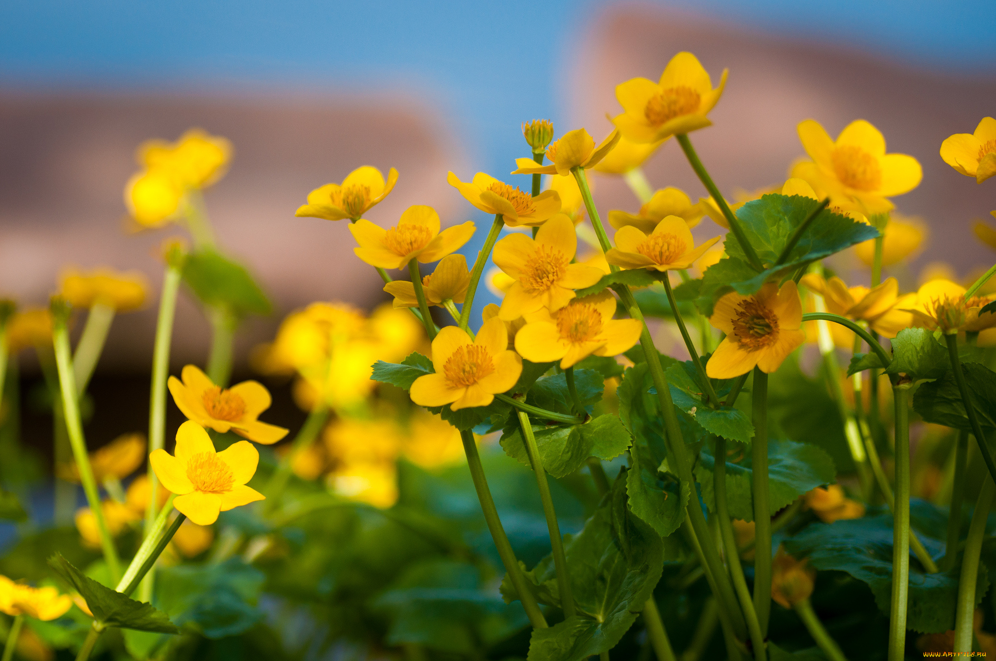 цветы, калужницы, лютики, желтый