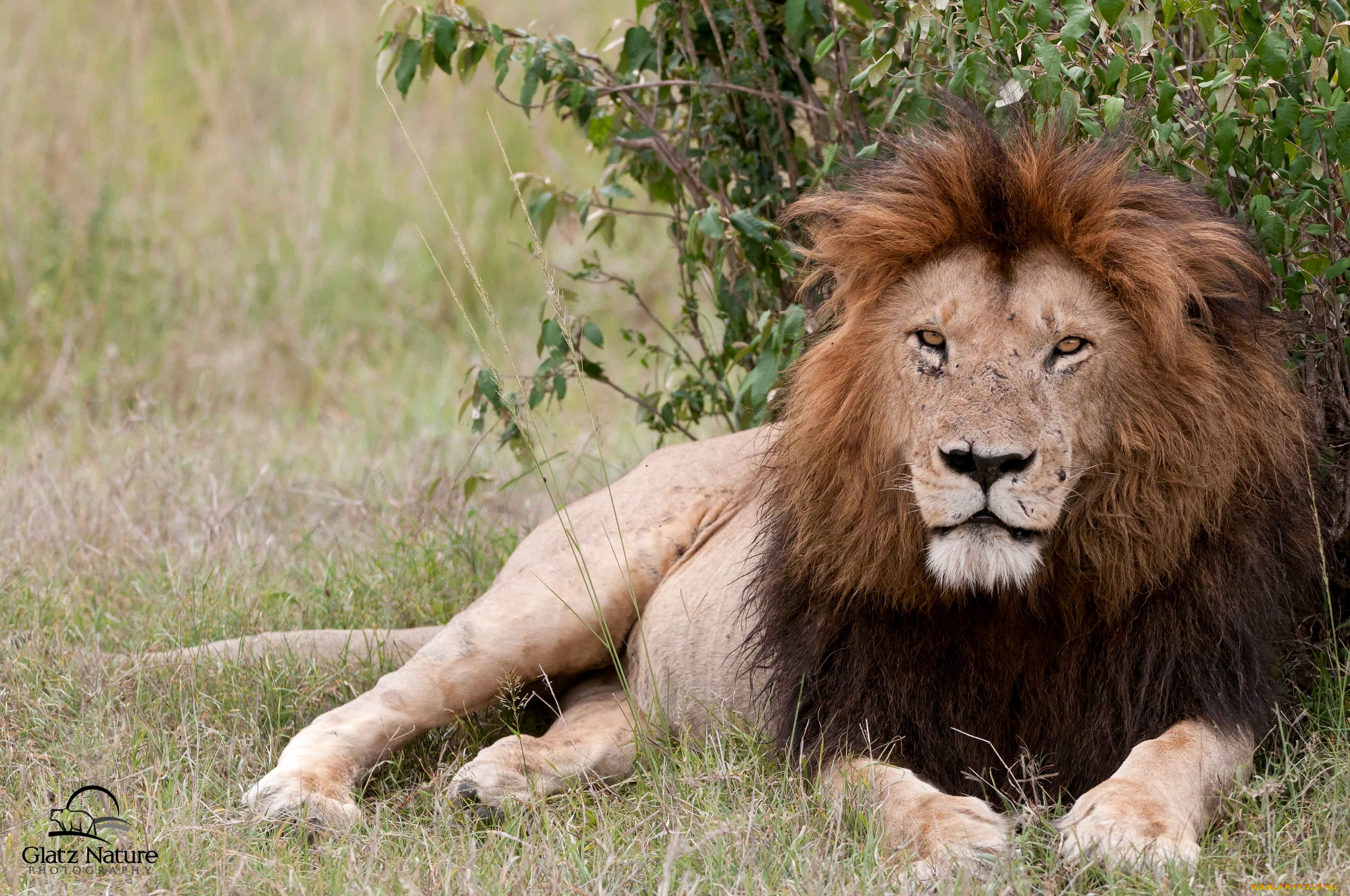 животные, львы, царь, грива