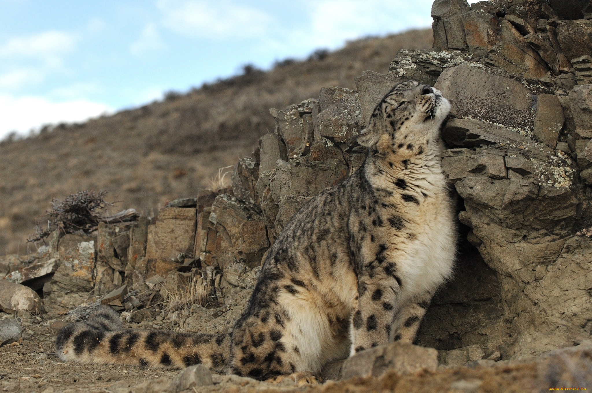 животные, снежный, барс, ирбис, отдых, блаженство, хвост