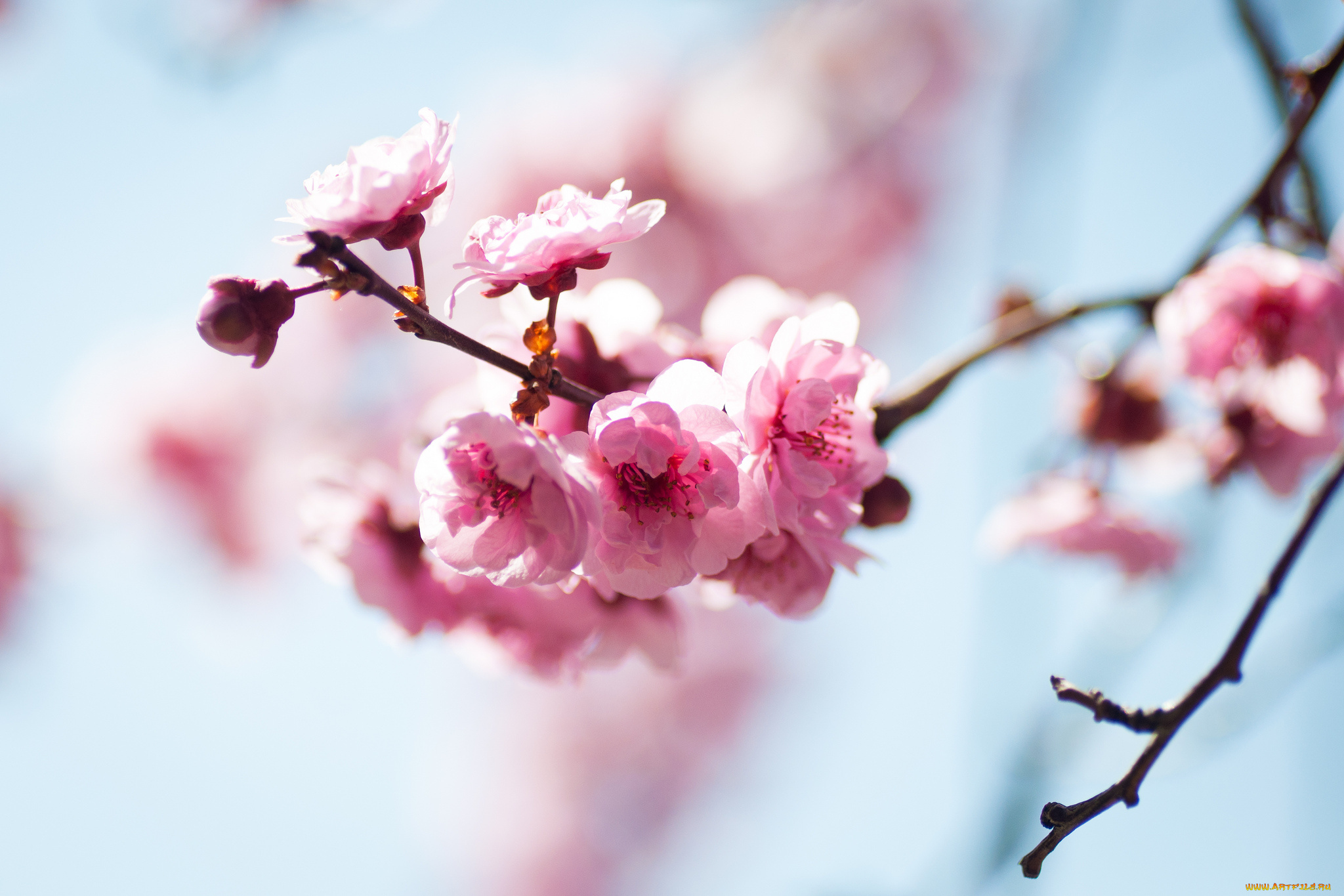 цветы, цветущие, деревья, кустарники, ветка, розовый