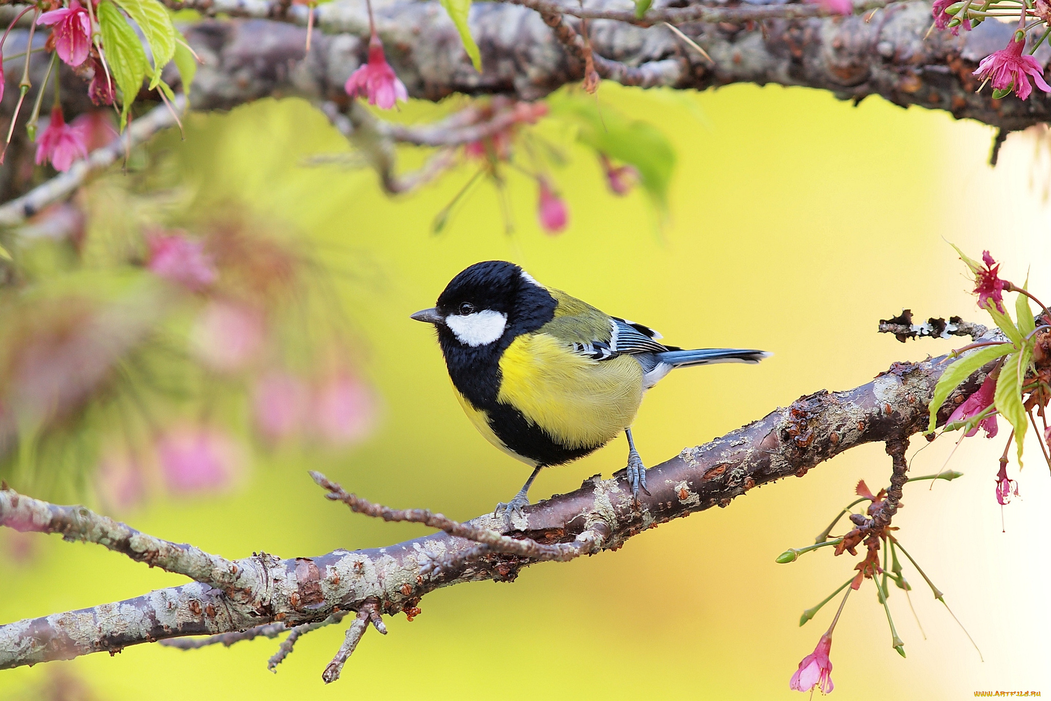 животные, синицы, лазоревки, синица, ветки