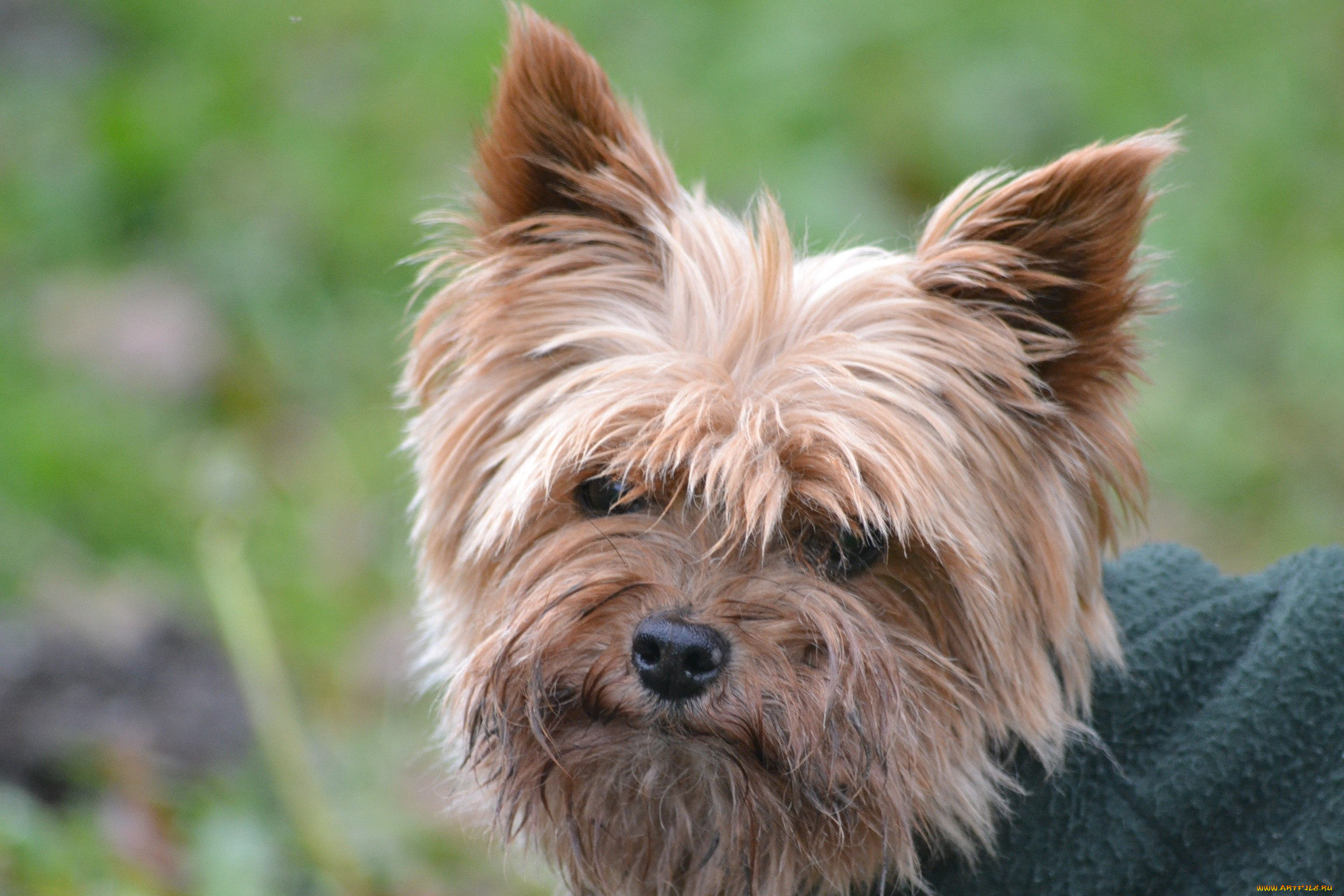 животные, собаки, лохматый