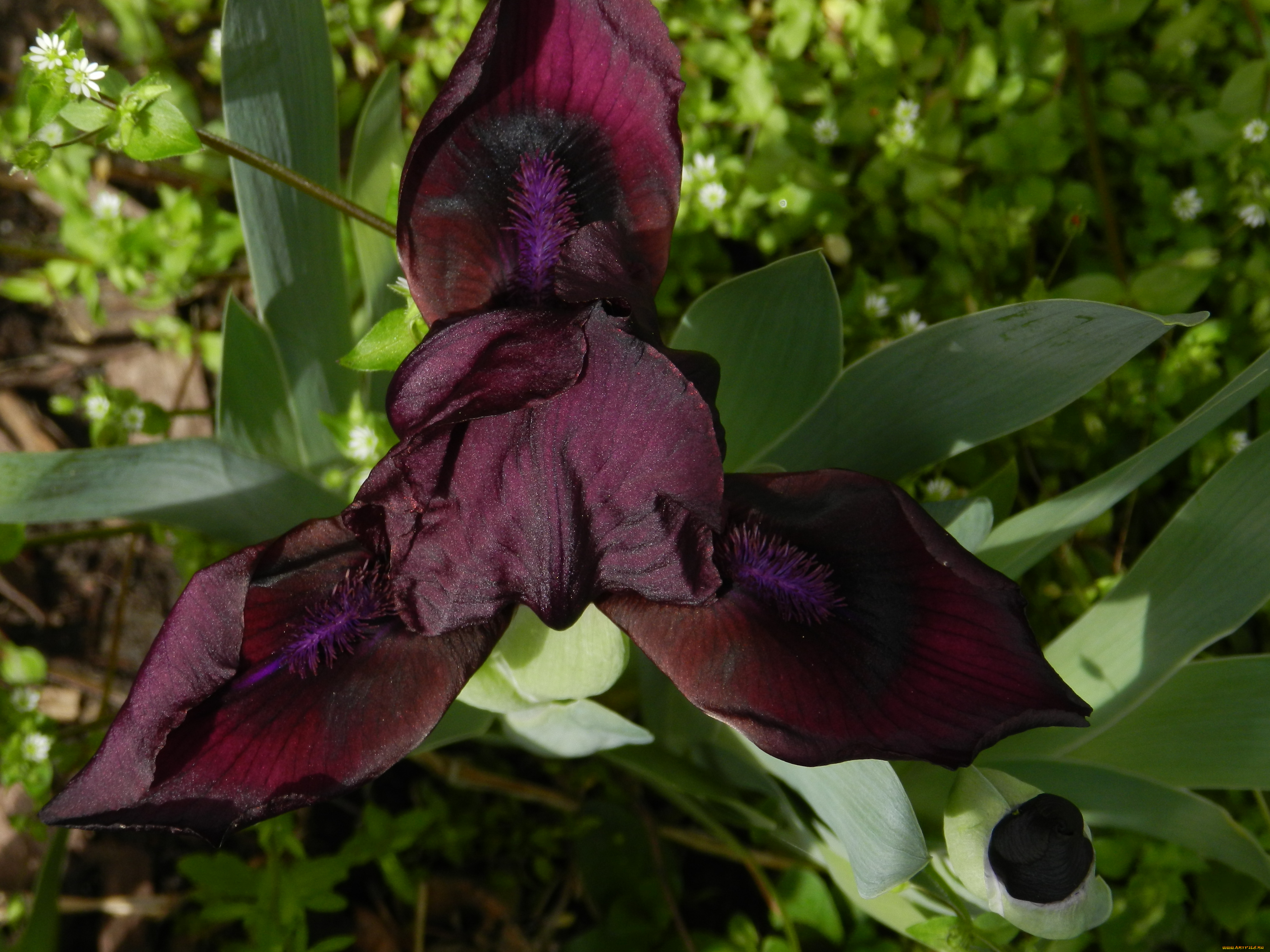 цветы, ирисы, макро