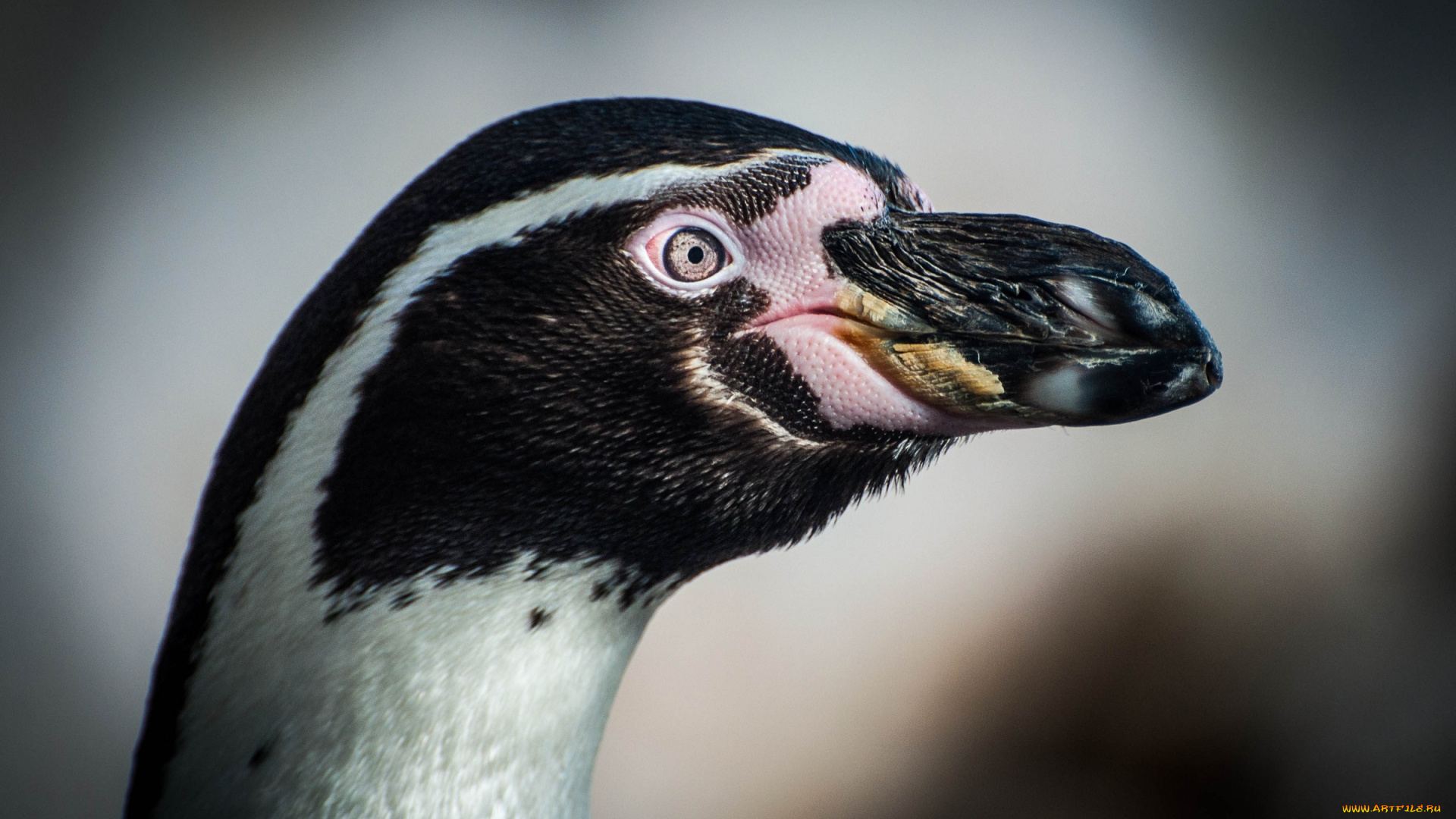 ©, michael, turner, животные, пингвины, профиль, птица, клюв