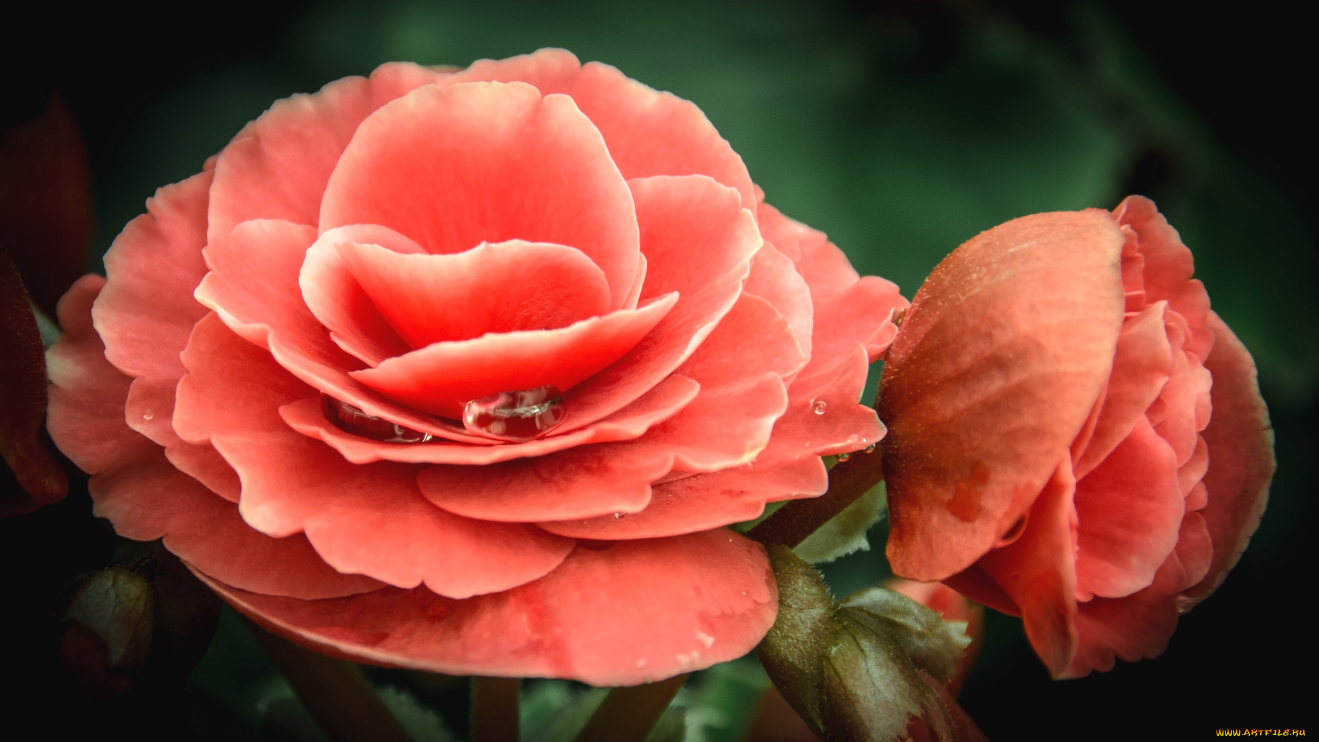 цветы, бегония, макро