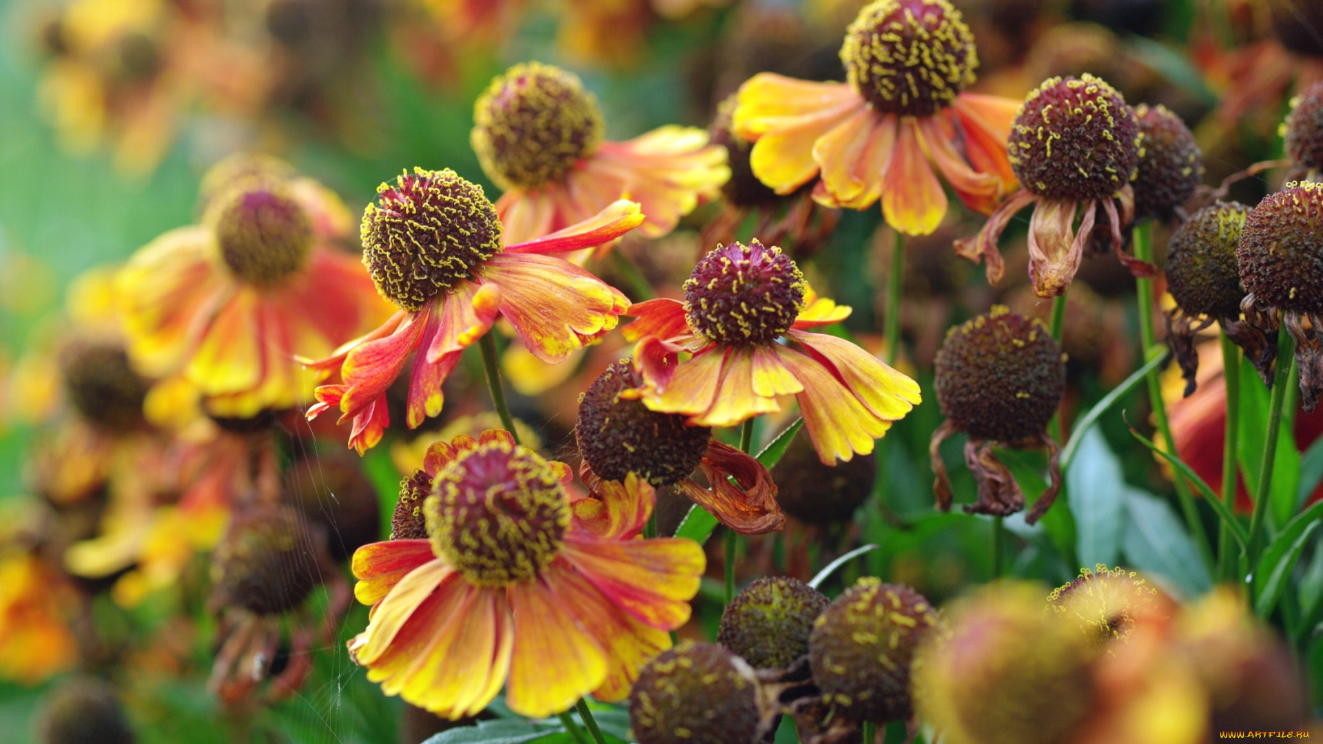 цветы, гайлардии, , гелениумы, желтый