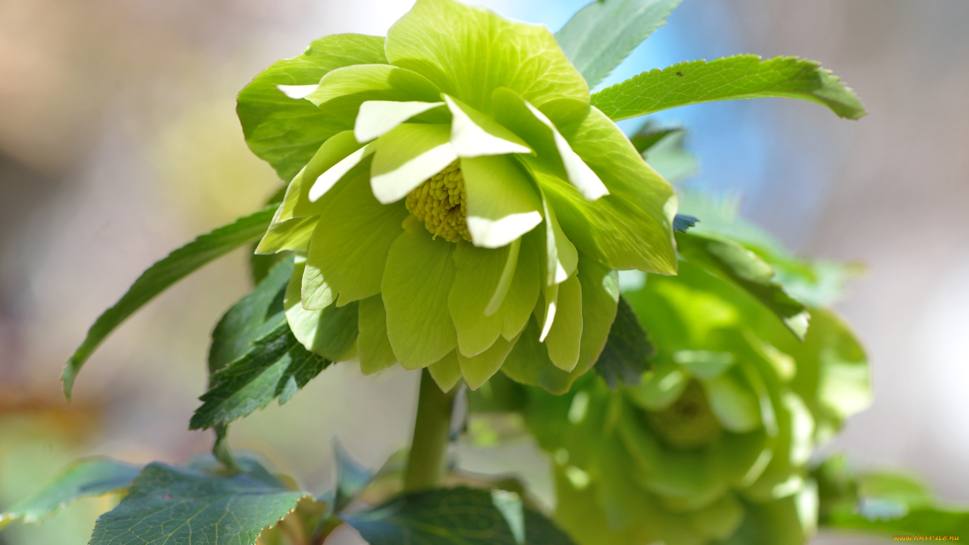 цветы, геллеборус, , морозник, зеленый