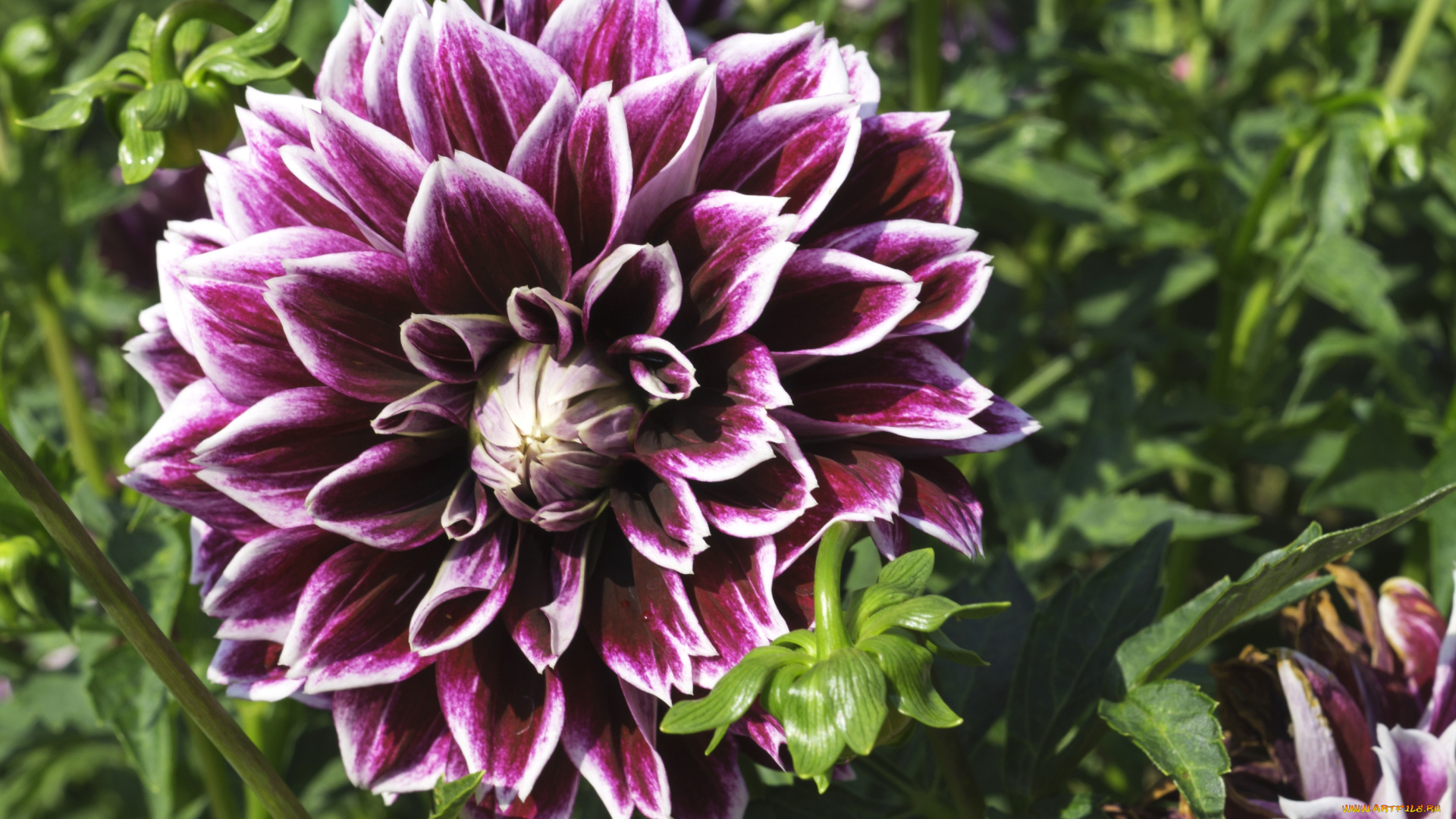 цветы, георгины, макро