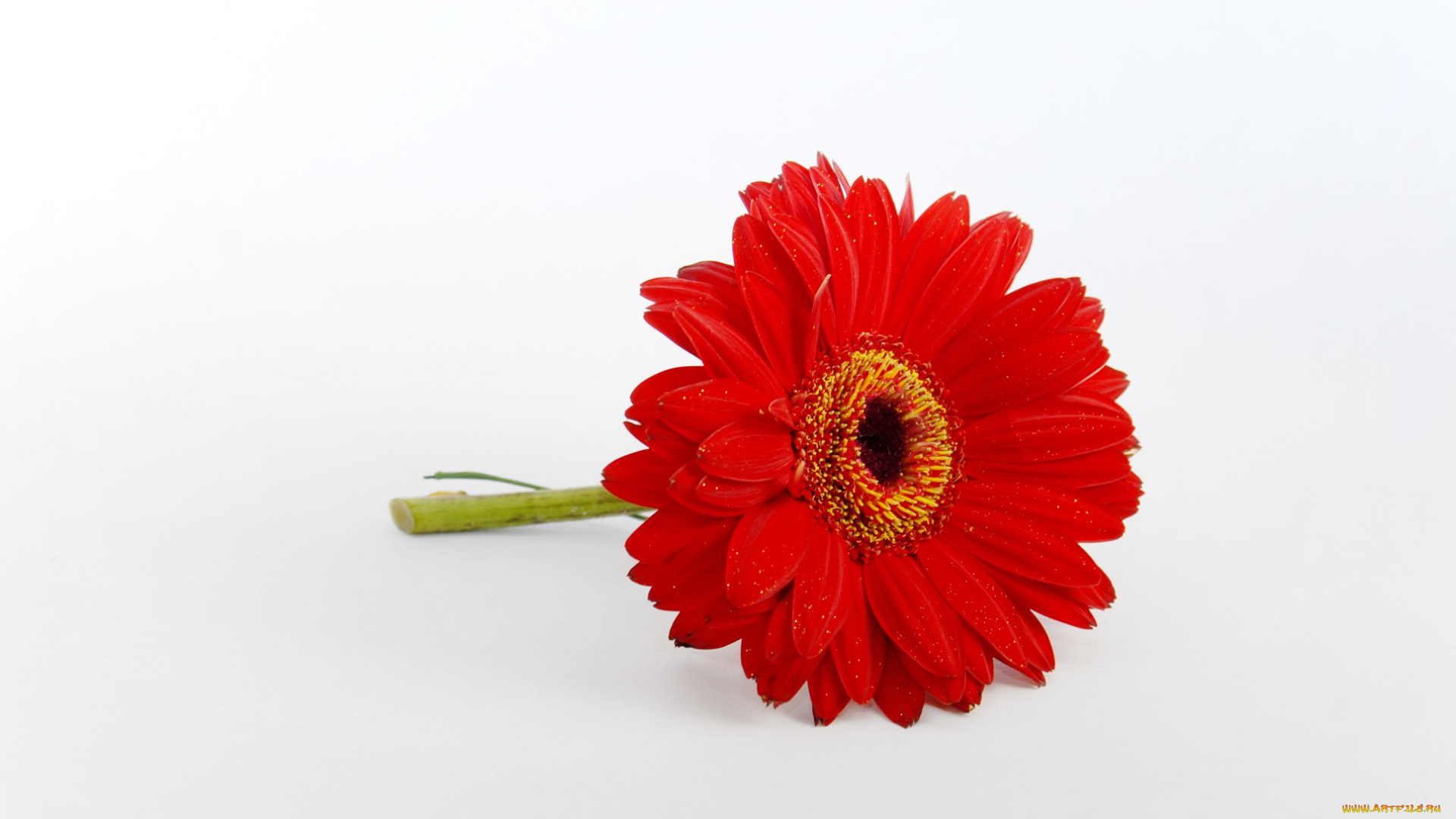 цветы, герберы, один, белый, фон, цветок, красный