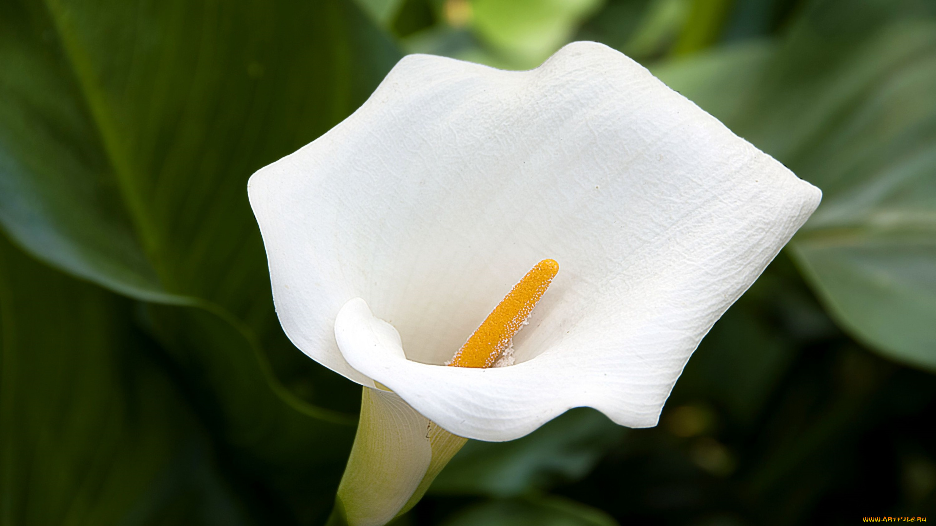 цветы, каллы, белый