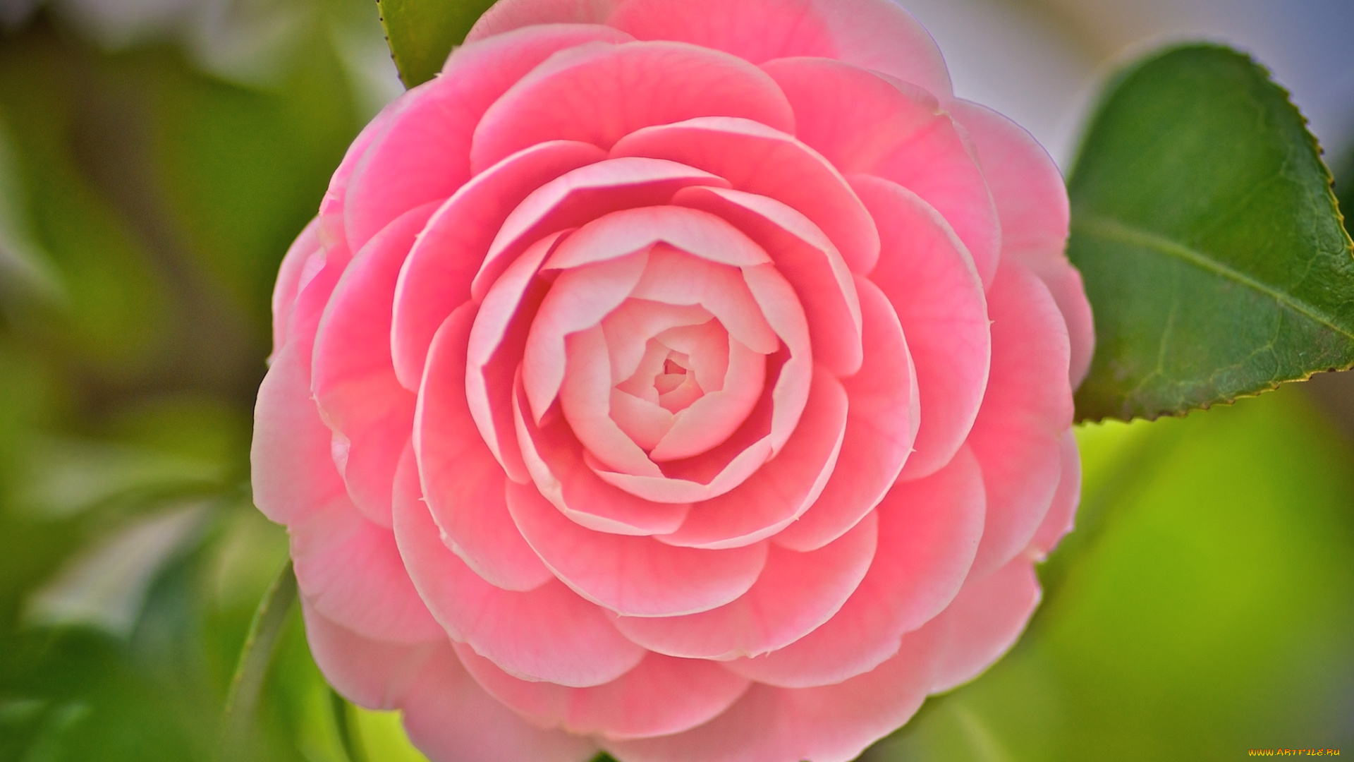 цветы, камелии, макро