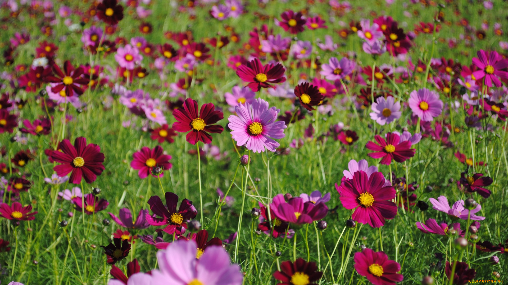 цветы, космея, луг