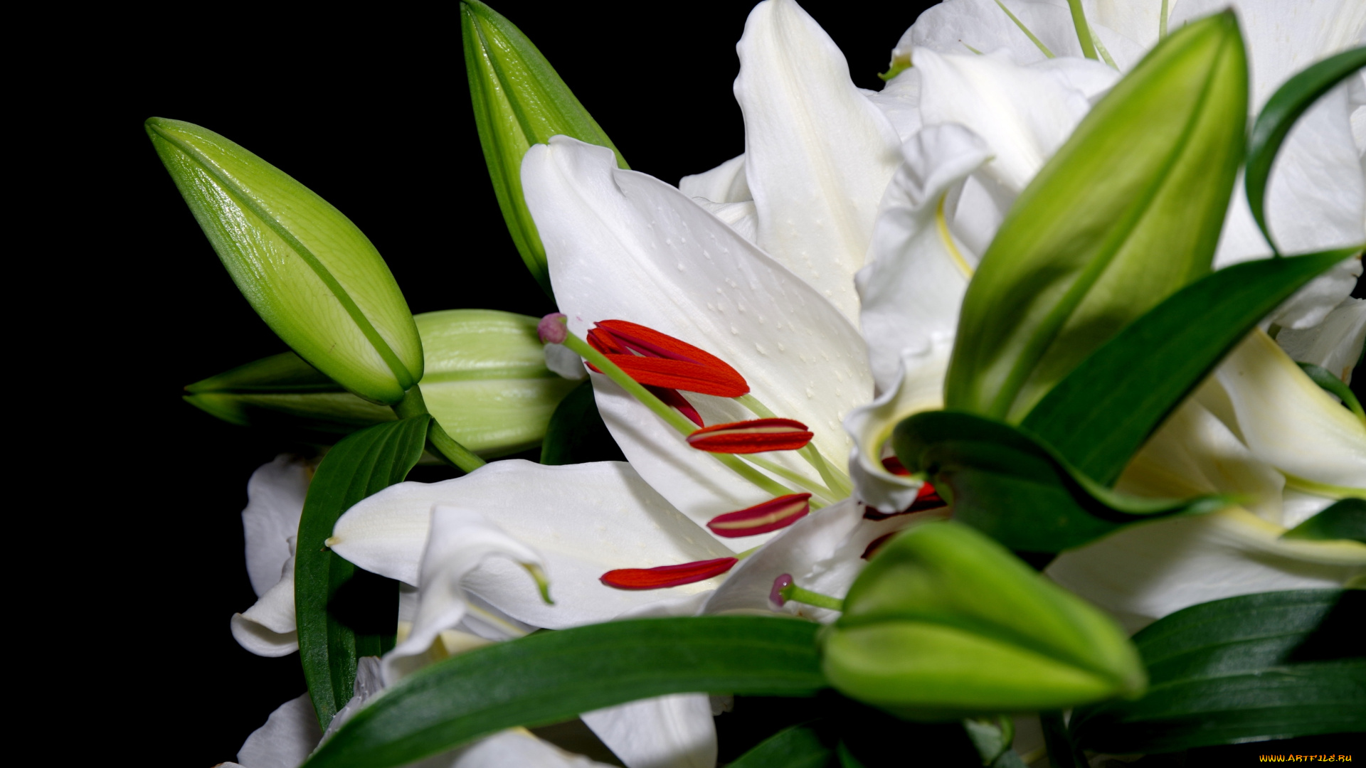 цветы, лилии, , лилейники, макро