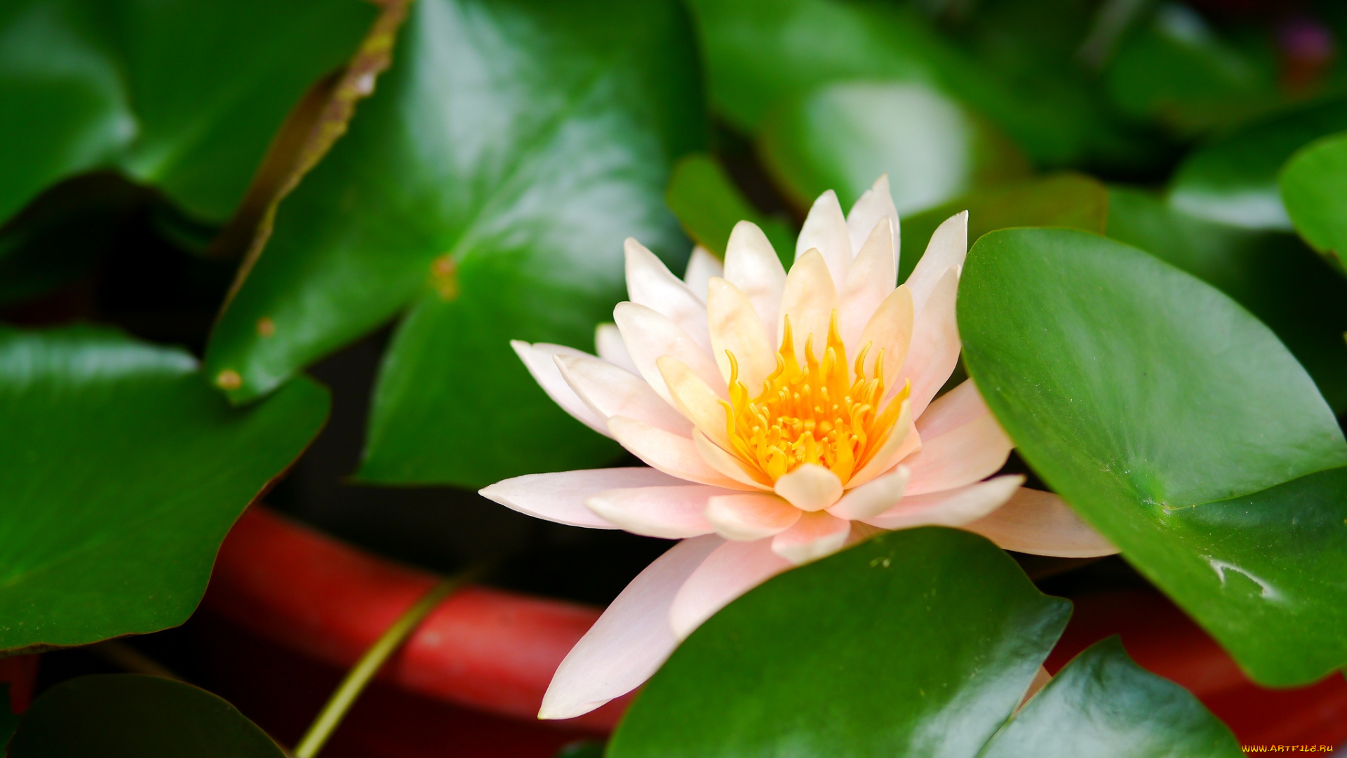 цветы, лилии, водяные, , нимфеи, , кувшинки, листья